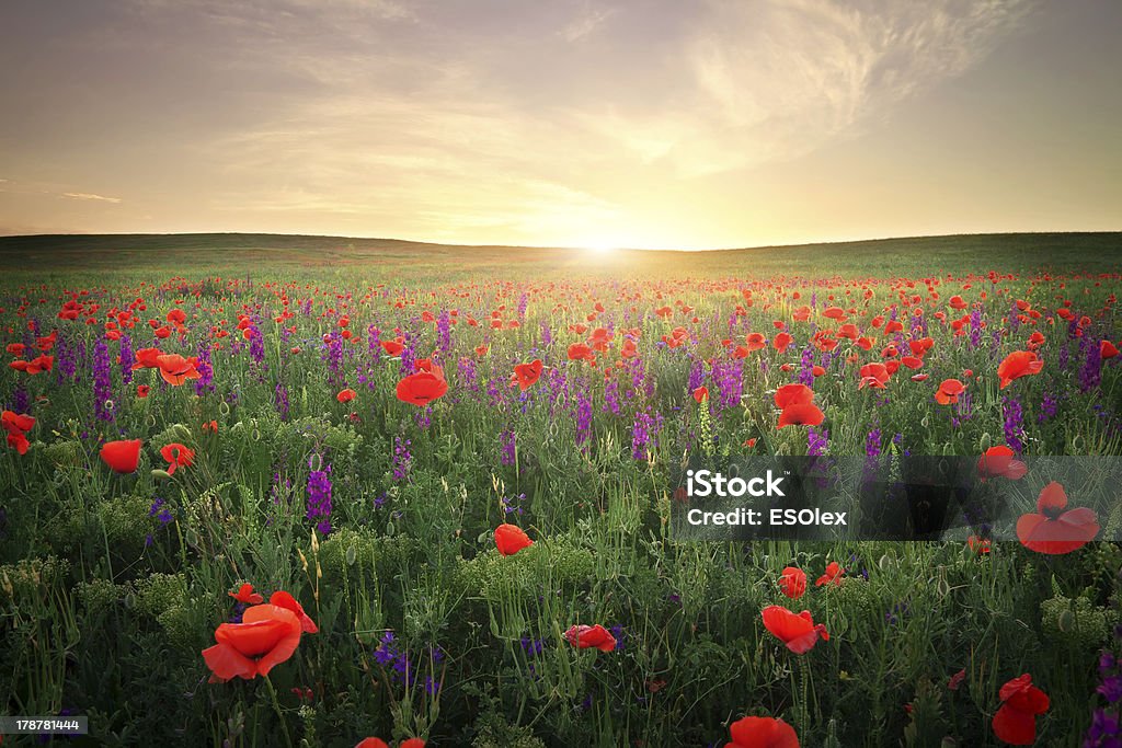 Field with violet flowers and poppies. Sunset sky Field with grass, violet flowers and red poppies against the sunset sky Agriculture Stock Photo