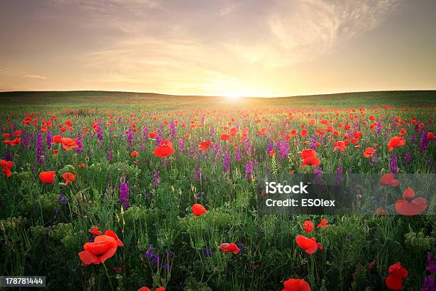 Field With Violet Flowers And Poppies Sunset Sky Stock Photo - Download Image Now - Agriculture, Flower Head, Grass