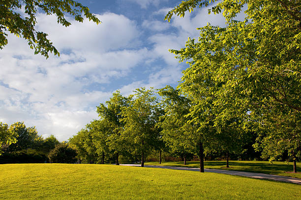 istock Beautiful nature in public park with green grass and trees 178781525