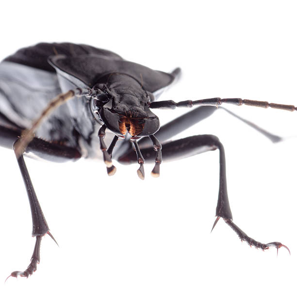 insect ground beetle isolated animal insect ground beetle, studio shot carabus coriaceus stock pictures, royalty-free photos & images