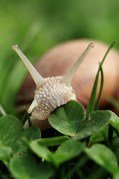 タニシます。 helix pomatia ます。 - aspersa ストックフォトと画像