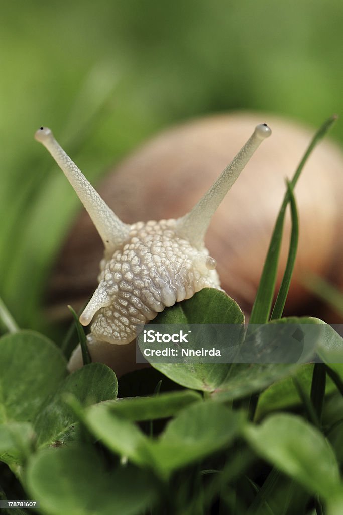 Snail. Helix pomatia. Crawler snail. Creeper snail after rain on the grass. Helix pomatia. Animal Stock Photo