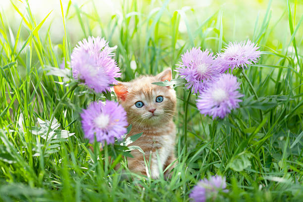 istock Little cute kitten sitting in flowers on the grass 178781767