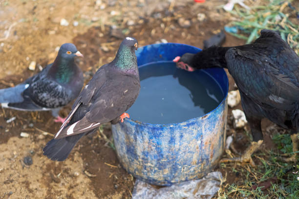 Queuing for a drink. Thirsty pigeons and chickens drinking water from a plastic bucket. The image contains blur, focus on the black pigeon perched on the bucket.