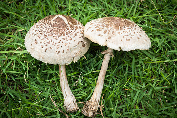 Green-gilled Parasol Mushroom