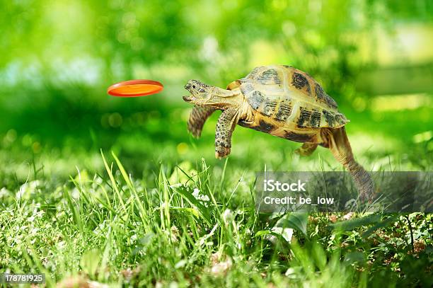 Turtle Catches The Frisbee Stock Photo - Download Image Now - Plastic Disc, Humor, Speed