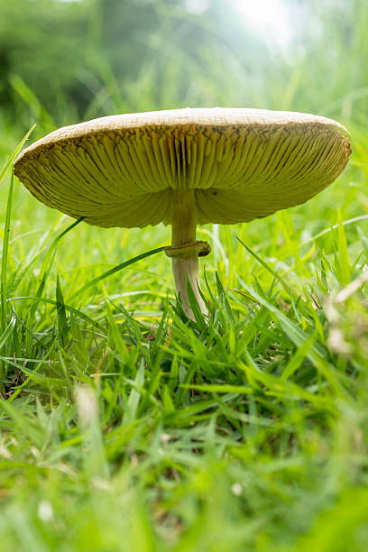 istock Green-gilled Parasol Mushroom 178781938