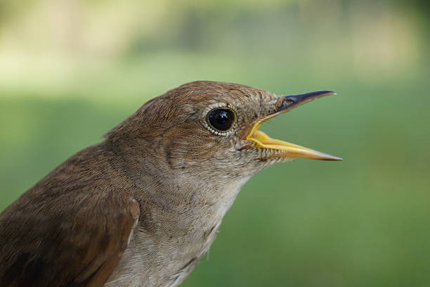 common nightingale, luscinia megarhynchos - nachtigall stock-fotos und bilder