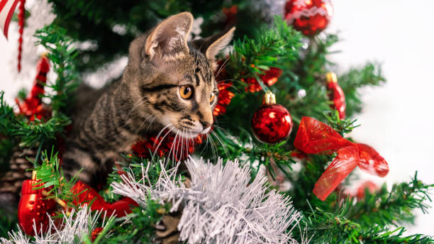 istock A cute kitty on Christmas tree, playfully breaking some of beautiful decoration 1787819982