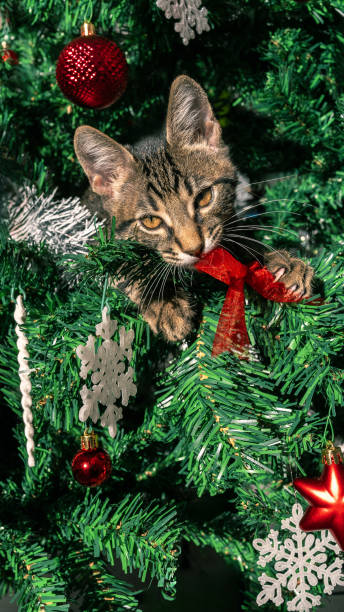 istock A cute kitty on Christmas tree, playfully breaking some of beautiful decoration 1787819997