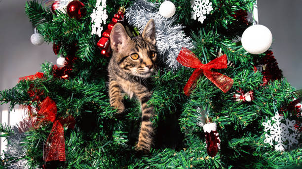 A cute kitty on Christmas tree, playfully breaking some of beautiful decoration