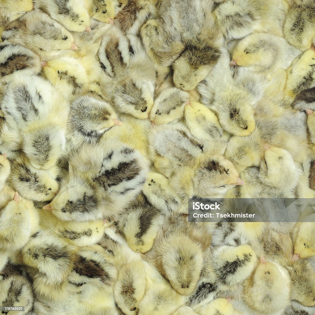 Chicks - Foto de stock de Amarelo royalty-free