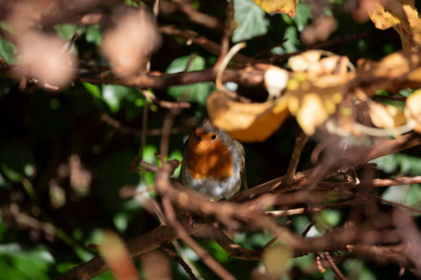 Robin Erithacus rubecula in a garden in November in England, United Kingdom