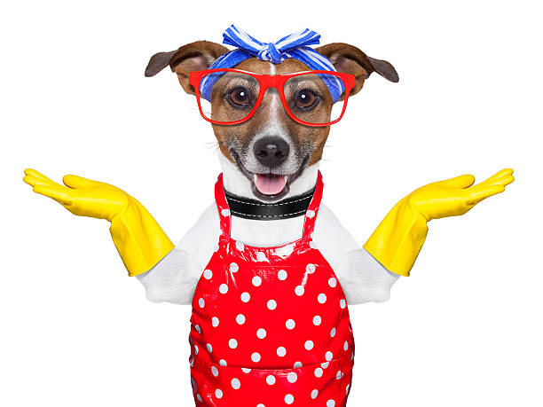 istock housewife dog 178782094