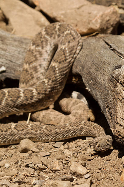 istock Western Diamond Backed Rattlesnake 178782110