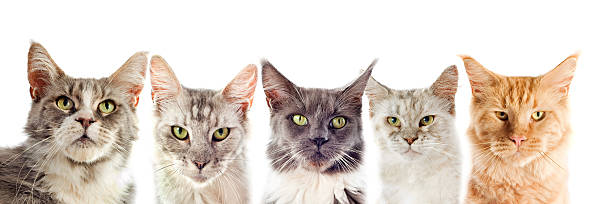 istock maine coon cat and puppy rottweiler 178782154