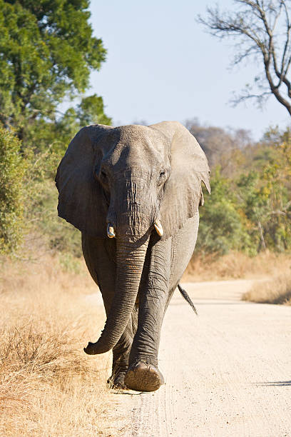 istock Elephant bull walking in nature 178782257