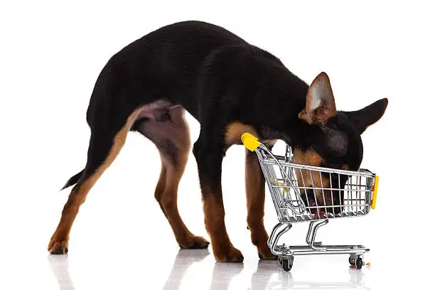 Photo of Chihuahua dog  with shopping cart