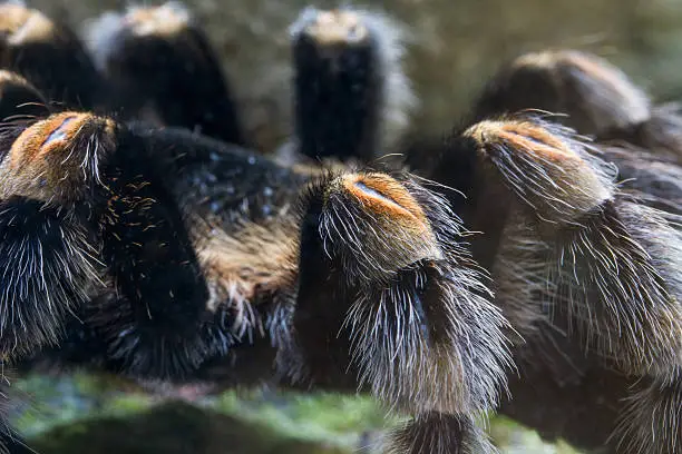 Photo of tarantula