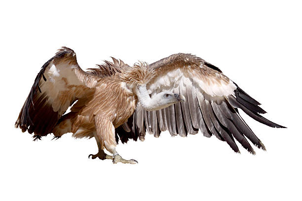 vulture griffon a griffon vulture isolated on a white background vulture stock pictures, royalty-free photos & images