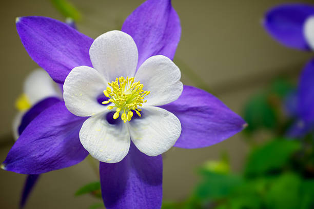 Purple Songbird Mix Columbine