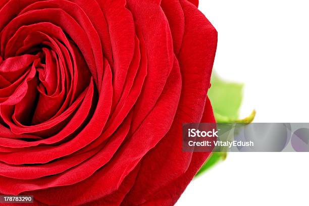 Schöne Halb Rote Rose Blume Isoliert Stockfoto und mehr Bilder von Baumblüte - Baumblüte, Blatt - Pflanzenbestandteile, Blume