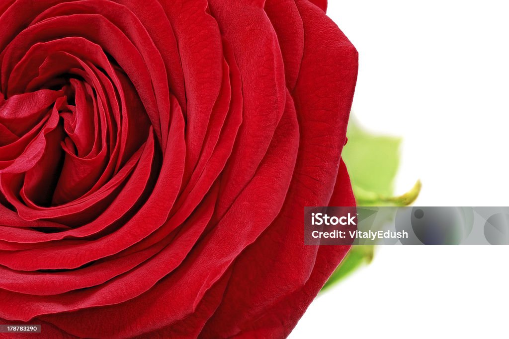 Bella metà fiore rosa rossa. Isolato. - Foto stock royalty-free di Bocciolo