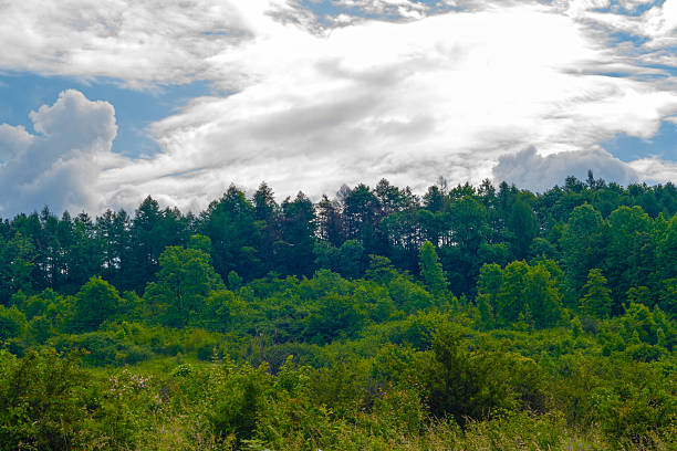 Forêt sur Hill - Photo