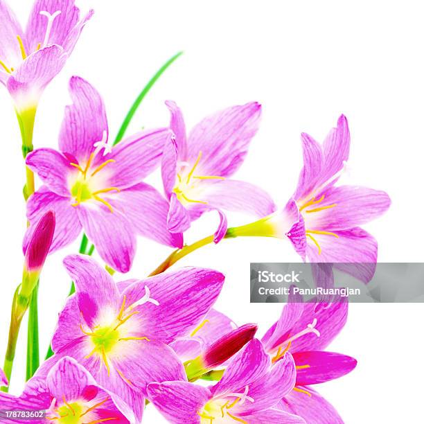 Foto de Lírio De Chuva e mais fotos de stock de Beleza - Beleza, Beleza natural - Natureza, Botânica - Assunto