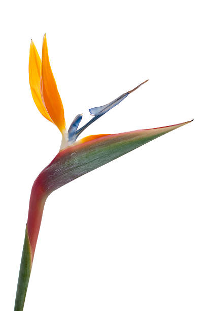 istock Bird of paradise flower (Strelitzia reginae) isolated on white b 178783701