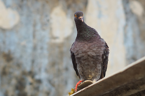 pigeon on the edge of the roof of a warehouse