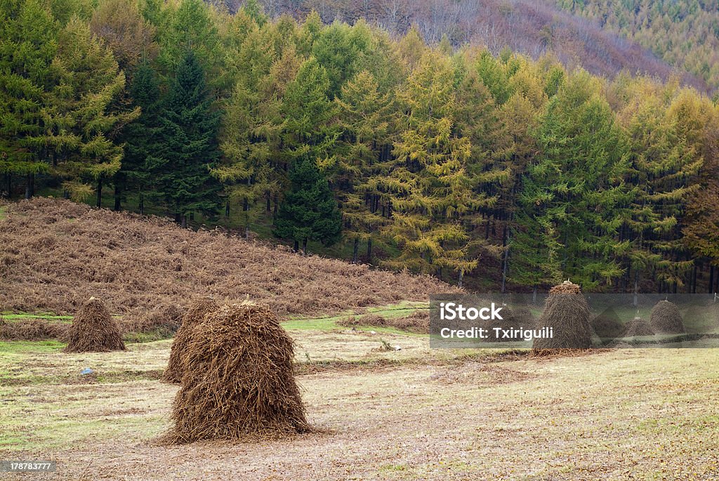 Escena Rural de Navarra. España. - Foto de stock de Aire libre libre de derechos