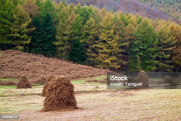 Escena Rural De Navarra España Foto de stock y más banco de imágenes de Aire libre - Aire libre, Boscaje, Bosque