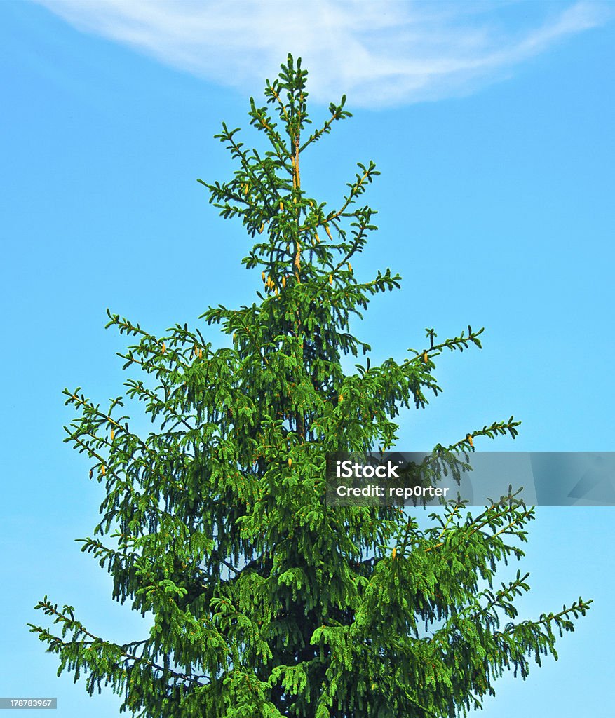 spruce - Lizenzfrei Ast - Pflanzenbestandteil Stock-Foto