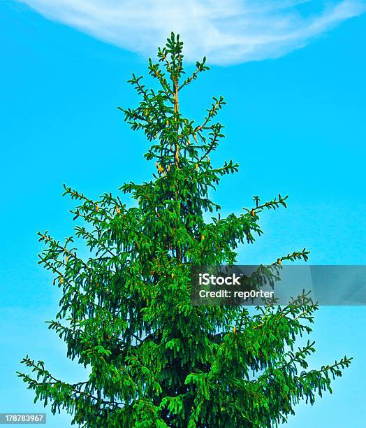 Spruce Stockfoto und mehr Bilder von Ast - Pflanzenbestandteil - Ast - Pflanzenbestandteil, Baum, Blau