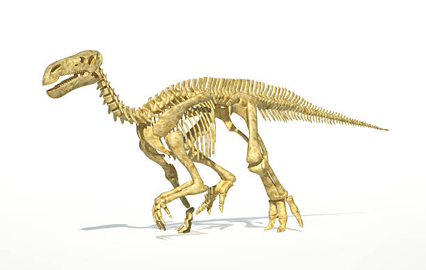 istock Iguanodon dinosaur full skeleton photorealistic and scientifically correct, perspective view. 178784006