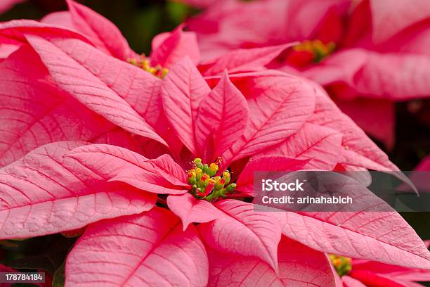 Photo libre de droit de Poinsettias banque d'images et plus d'images libres de droit de Asclépiade - Asclépiade, Capitule, Euphorbiacée