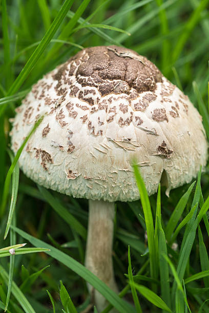 istock Green-gilled Parasol Mushroom 178784549
