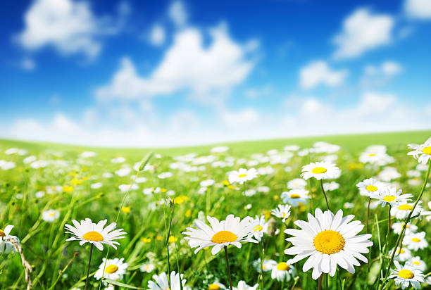 istock field of daisy flowers 178784741