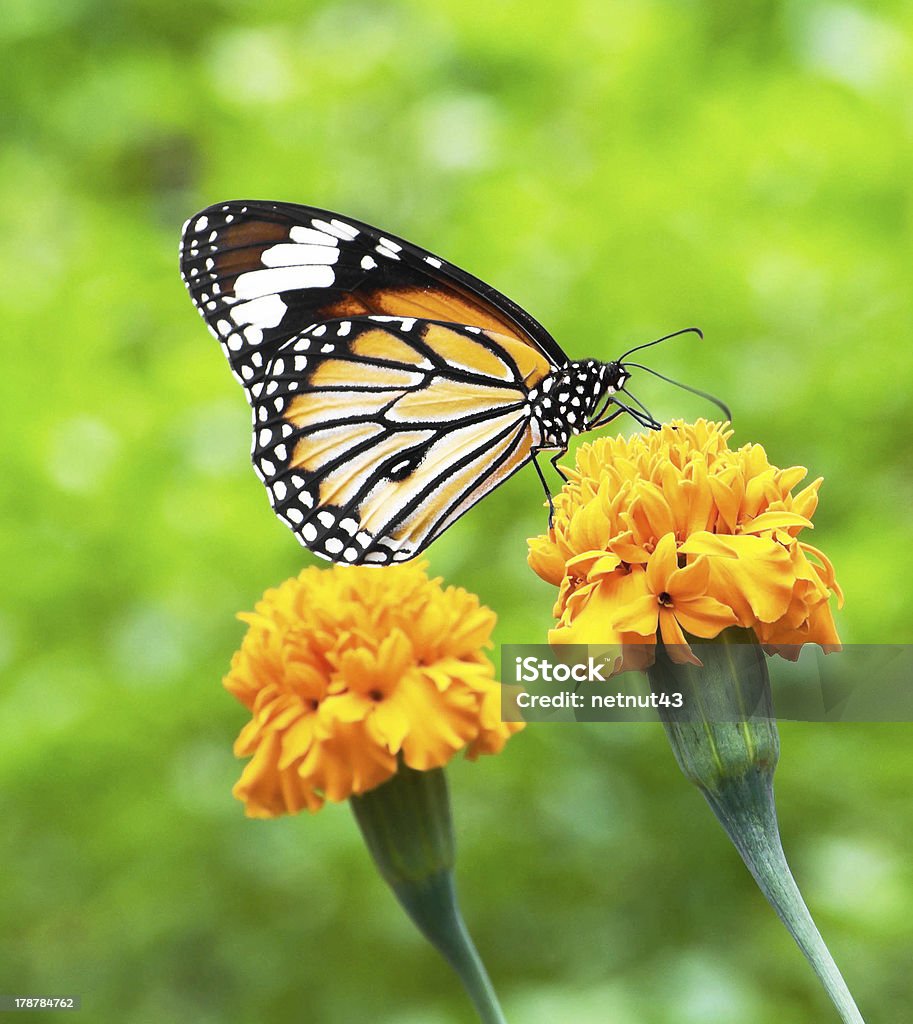 Mariposa monarca - Foto de stock de Aire libre libre de derechos