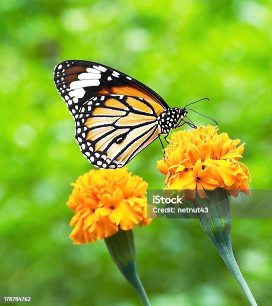 Mariposa Monarca Foto de stock y más banco de imágenes de Aire libre - Aire libre, Ala de animal, Amarillo - Color