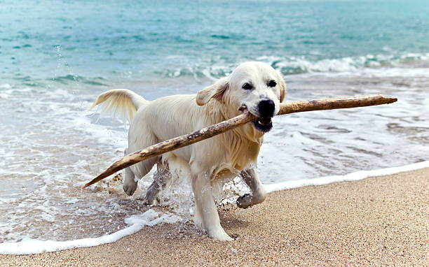 Labrador retriever on the beach with a stick in its mouth stock photo