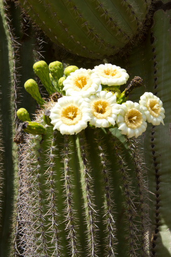 Saguaro cactus blooming close up; Botanical Garden, Phoenix, AZ