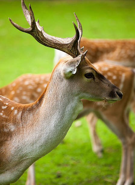 istock Large whitetail buck in the woods 178785430
