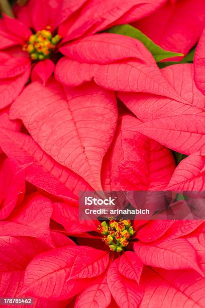 Poinsettias - クリスマスのストックフォトや画像を多数ご用意 - クリスマス, トウダイグサ科, トウワタ属