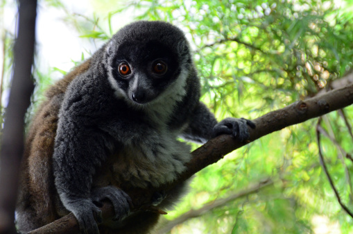 A mongoose lemur sitting in a tree focused on something