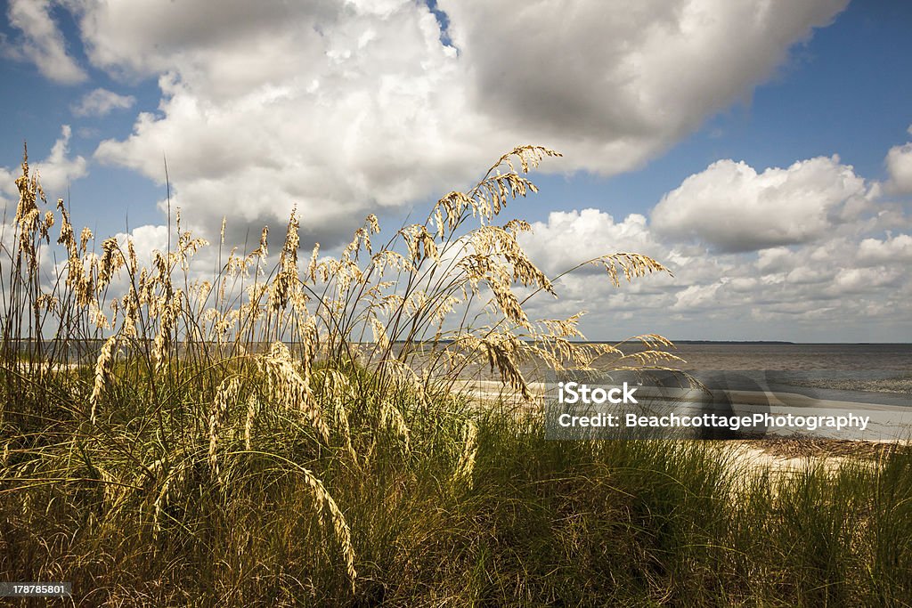 Playa de avena - Foto de stock de Georgia - Estado de EEUU libre de derechos