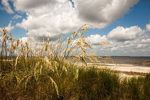 Beach Oats Sea Oats on the dunes of barrier island along the Southern East Coast. saint simons island photos stock pictures, royalty-free photos & images