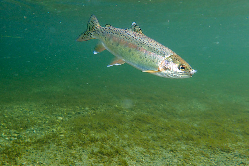 Underwater rainbow trout in a spring creek