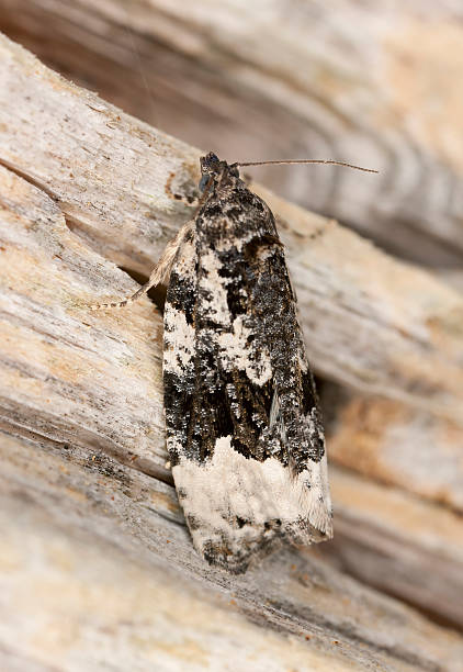 istock Black and white moth on wood, extreme close-up 178785819